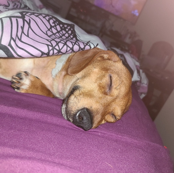 Pet friendly home! - Picture 2 of 3